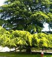Libanon-Zeder (Cedrus libani)Großer Baum in einem Park in Tours, Frankreich