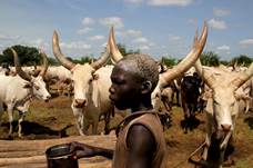 Bildergebnis für south sudan cows