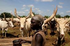 Bildergebnis fr south sudan cows
